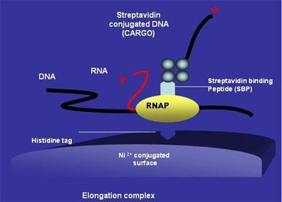 Model for loading and release of bound ligang during controlled walking of T7 RNAP