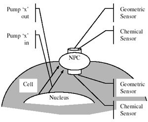 NPC system schematic