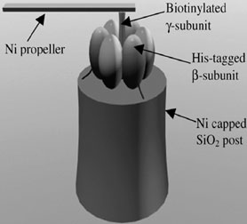 Artistic rendering of a hybrid nano-propeller system fabricated in the Montemagno group