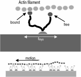 Interaction of an actin filament with myosin-coated surface