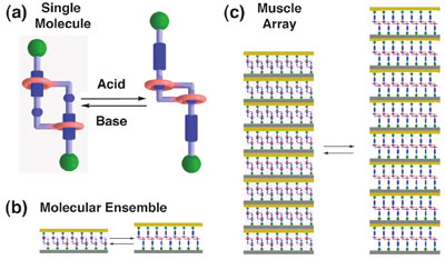 The simple chemically powered contraction  and extension of a linear molecular muscle